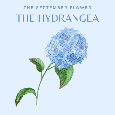 CHARLOTTE AND BURLINGTON'S FLORAL GARDEN : THE HYNDRANGEA