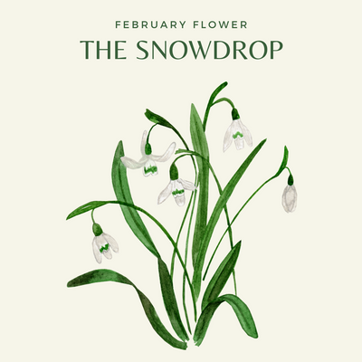 CHARLOTTE AND BURLINGTON'S FLORAL GARDEN : THE SNOWDROP