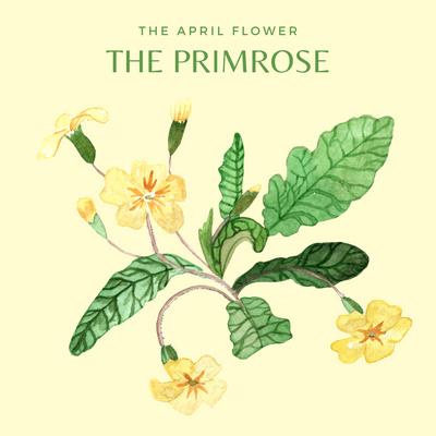 CHARLOTTE AND BURLINGTON'S FLORAL GARDEN : THE PRIMROSE